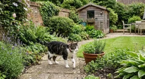A domestic pet cat in a garden serving as an effective natural visual and scent deterrent for rats